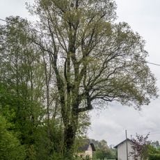 Weide beim Redlbach in Dorf