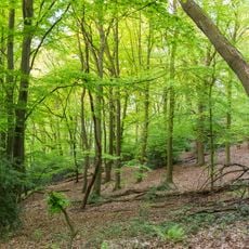 Mintarder Ruhrtalhang und Mintarder Berg