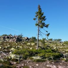 Old Tjikko