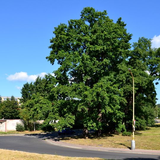 Skupina dubů v ulici U dubu