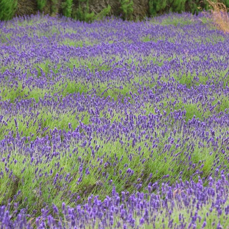 Jersey Lavender Farm