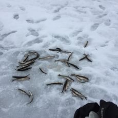 Dog Bay Pond Provincial Park