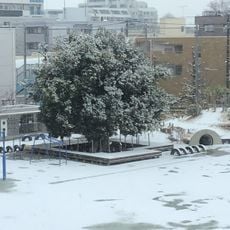桜小学校のオオアカガシ