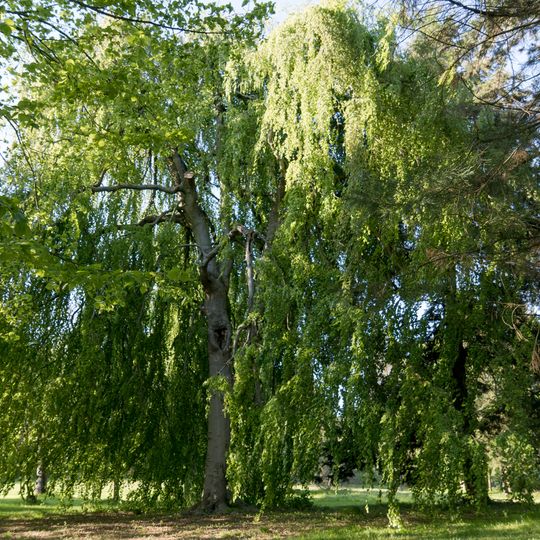 Hängebuche im Schlosspark Schönberg