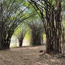 Thodukappu Kunnu Eco Tourism