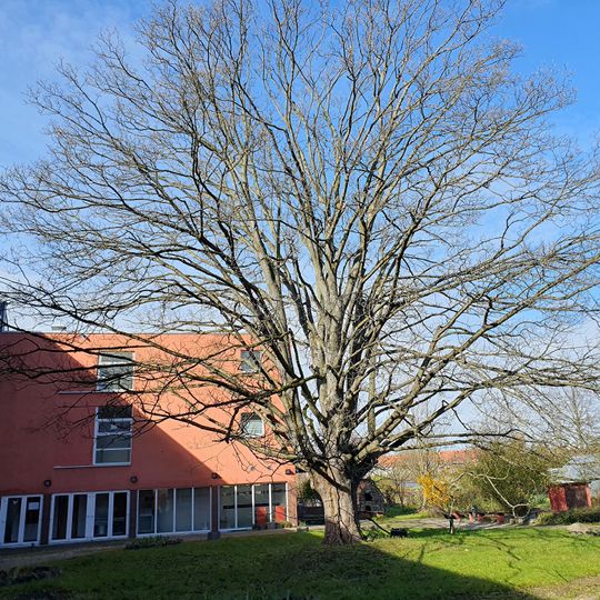 Acer pseudoplatanus in Geithainer Straße 7, Leipzig