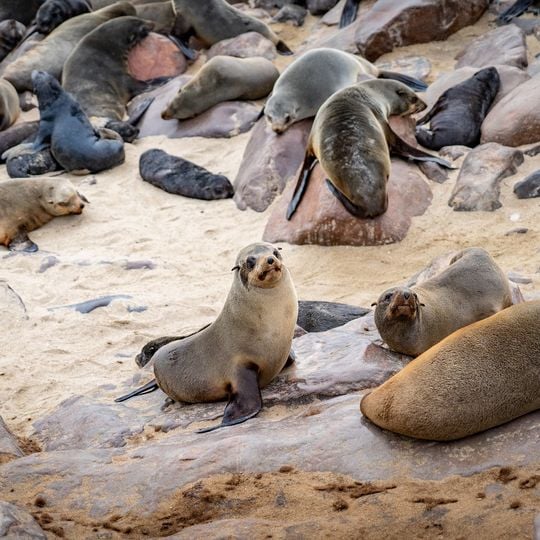 Cape Cross Seal Reserve