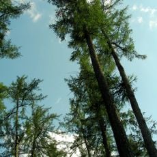 Rezerwat przyrody Jaśkowice