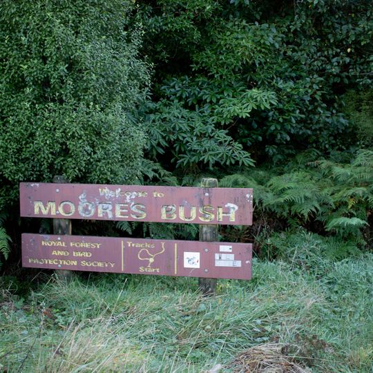 Moore's Bush Reserve