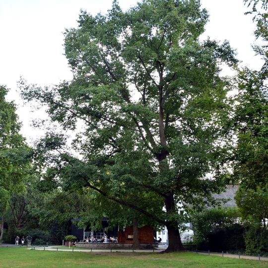 Amerikanische Roteiche