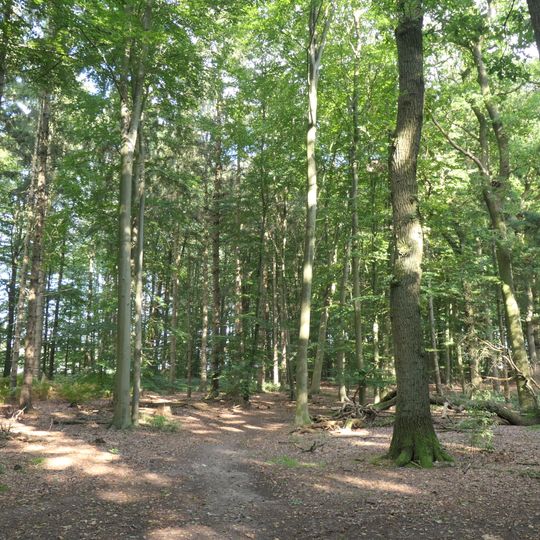 Waldflächen um Nierswalde