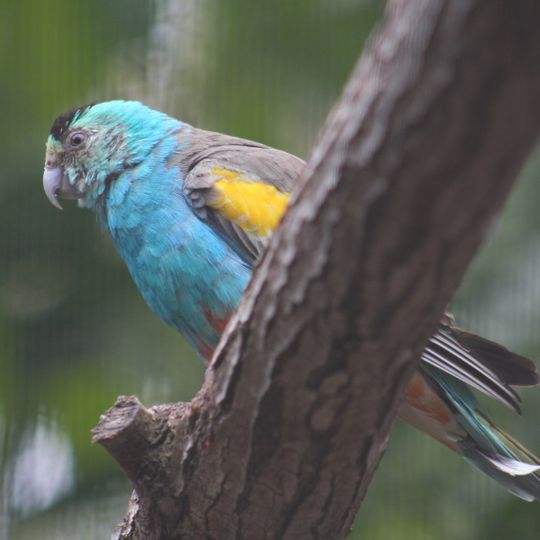 Staaten River National Park