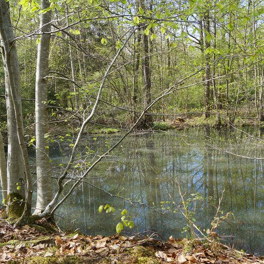 Feuchtbiotop Berstlacher Hau