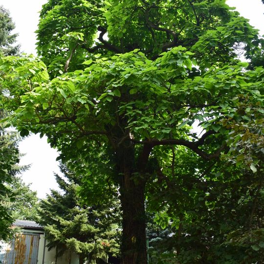 Naturdenkmal Trompetenbaum ehemaliger Gutspark Stücken in Stücken