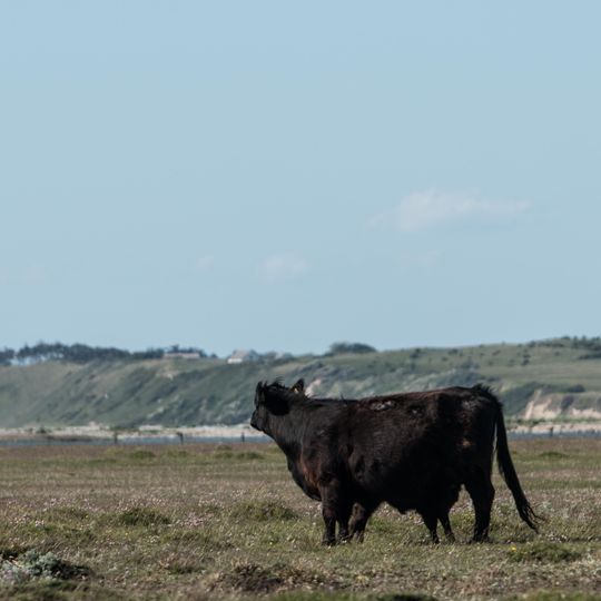 Eskebjerg Vesterlyng