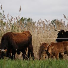 Hässeler Weiher von Neuenhaßlau
