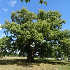 Linde von Kleinenglis
