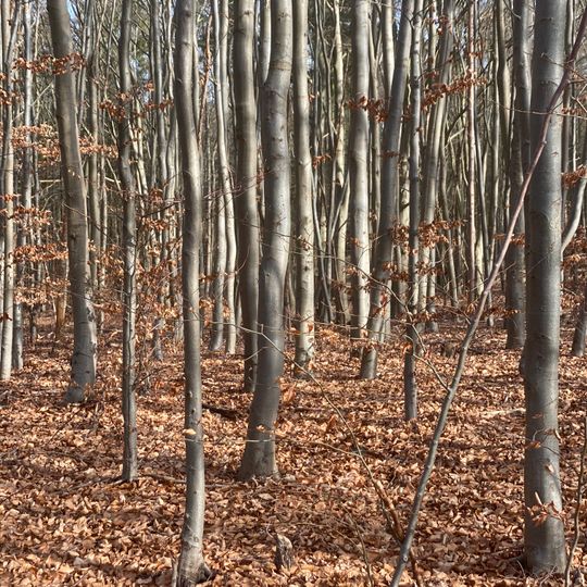 Buchenwälder am Liepnitzsee