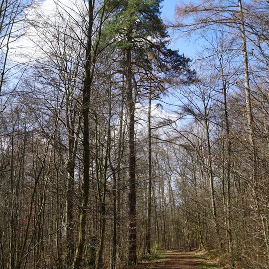 Forche an der Steinbruchallee