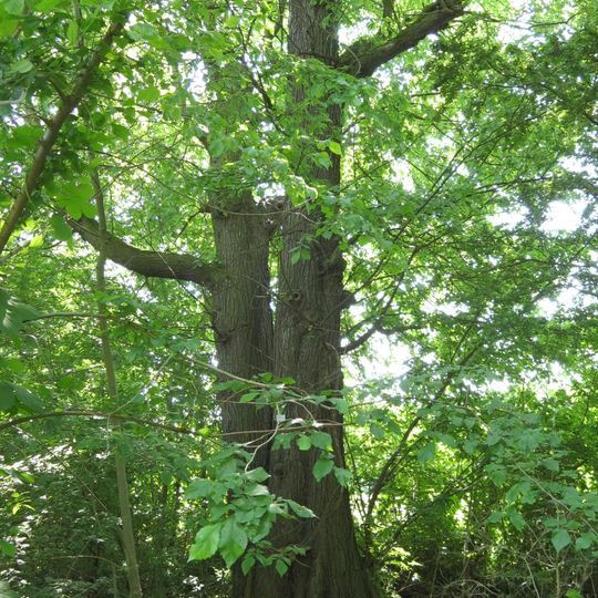 Feld-Ulme Am Fließ Ecke Märchenweg