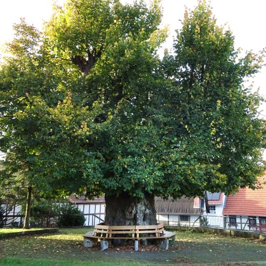 Hitzeröder Dorflinde