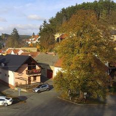 Lime tree of Liberty