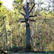 Dub v Chodovské Huti