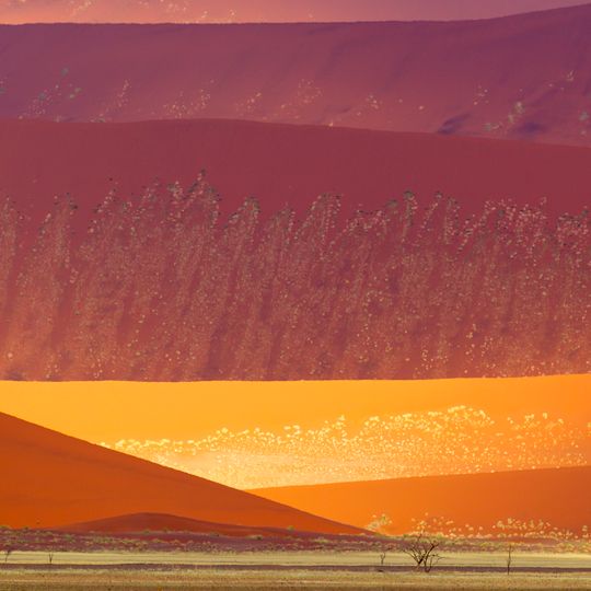 Dunes of the Namib