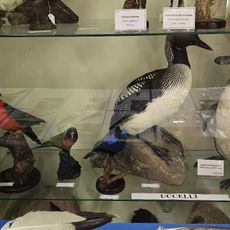 Civico museo di storia naturale