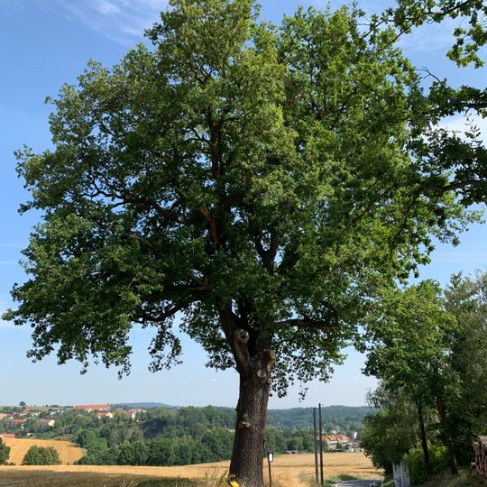 Schiller-Eiche Lunzenau