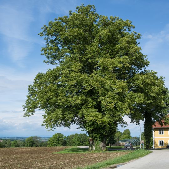 Winterlinde in der Gemeinde Nußbach
