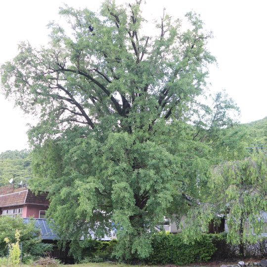 Yagisawa no Ohatsuki Icho