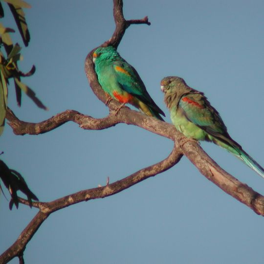 Parc national de Currawinya