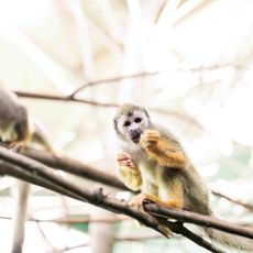 Riverview Park & Zoo