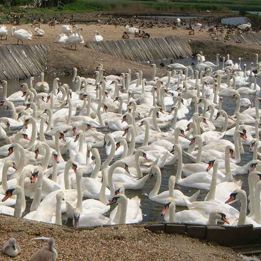 Abbotsbury Swannery