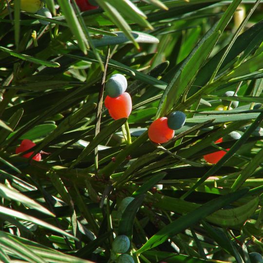 Jardín botánico de la Universidad de Agricultura de Tokio