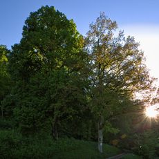 Linde mit 1 Traubeneiche