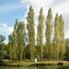 Cenotaph of Jean-Jacques Rousseau