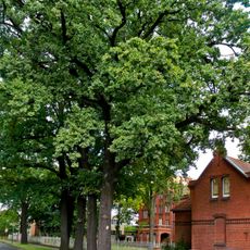 Naturdenkmal  [[Eichen|Eiche]]-[[Stieleiche]] (''Quercus robur'') Ewald‑Haase‑Straße, Nähe Hausnummer 15 in Schmellwitz