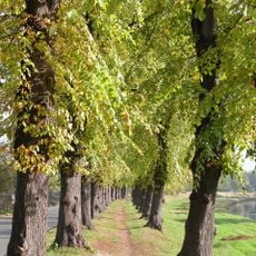 Naturdenkmal Eichen-Linden-Allee  auf dem rechten Deich der Schwarzen Elster; Flur 4, Flurstück 1457 in Elsterwerda