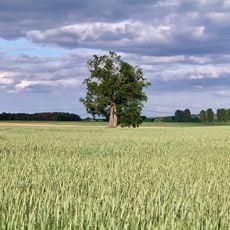 Naturdenkmal Krielower Grenzeiche Gemarkungsgrenze Krielow-Deetz, nördlich Krielow