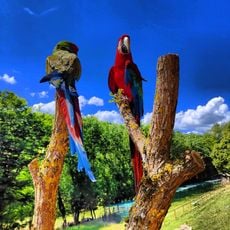 Academy des perroquets