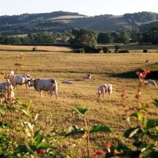 Le Charolais-Brionnais, paysage culturel de l'élevage bovin