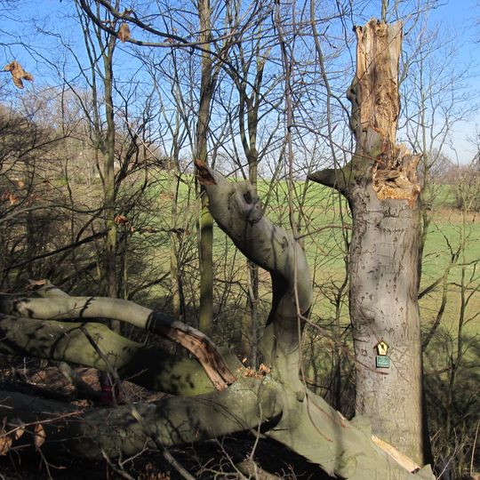 Naturdenkmal Politische Buche im Kleditschgrund