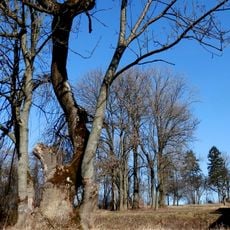 Kaštieľ so záhradou, záhrada