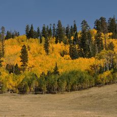 Kaibab National Forest