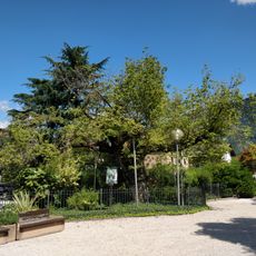 Box elder by the parish church of Laives