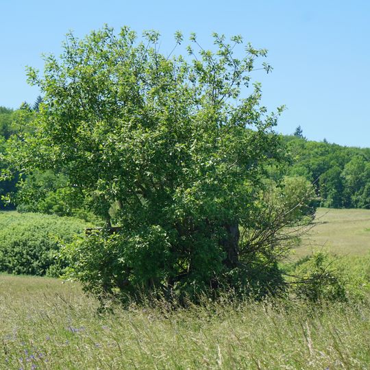 Salweide im Thomaried