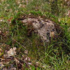 Grenzstein Fürther Stadtwald in Fürth