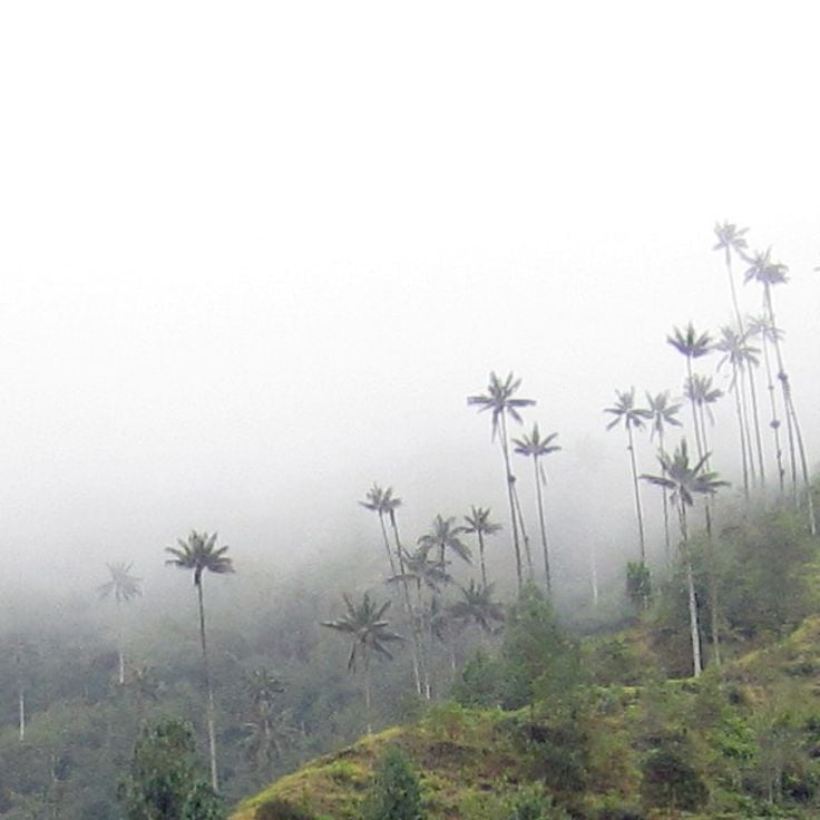 Cocora Vadisi